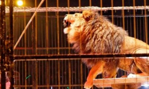 PAS DE CIRQUE AVEC ANIMAUX SAUVAGES À APT