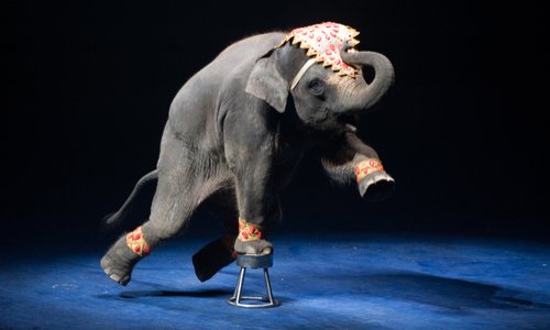 Contre les cirques avec animaux à Sainte-Geneviève-des-Bois