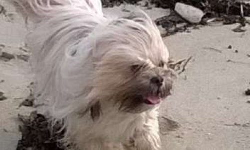 Mobilisons-nous pour Jamyang, et contre le vol d'animaux !