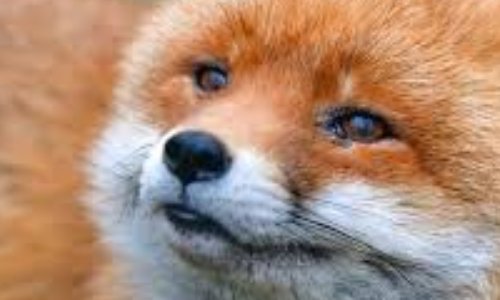 Non à l'abbattage des renards à Sainte Foy De Peyrolieres (31)