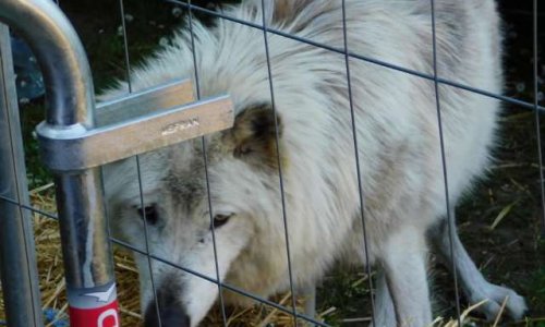 NON aux animaux sauvages (loups et ours) prisonniers des spectacles du Moyen Age