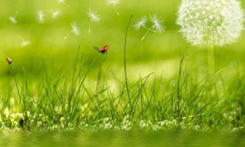 STOP AU GLYPHOSATE ET AU SDHI