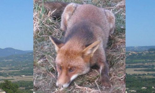 Pour la biodiversité, arrêtons de protéger les prédateurs à outrance !