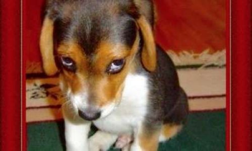 Contre la vente de chiots chez un revendeur malhonnête