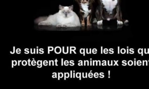 Contre l'abandon et la maltraitance