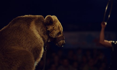 Stoppons la vente de billets de spectacles avec animaux