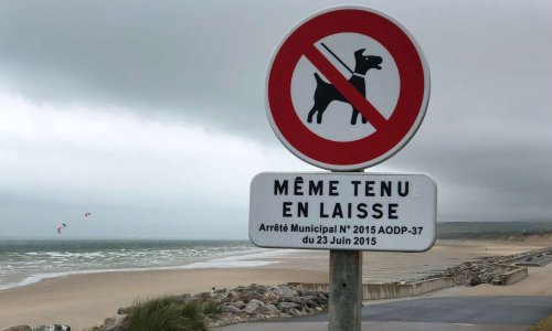 NON aux interdictions systématiques de nos chiens sur les plages