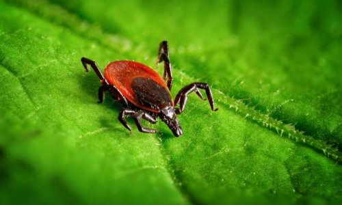 Maladie de Lyme : Stop à l’errance médicale !