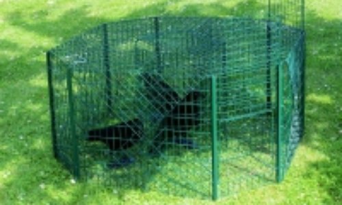 Non aux pièges à corneilles dans nos jardins de Jodoigne