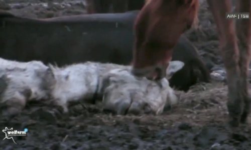 NON à l'abattage des chevaux comme viande de boucherie