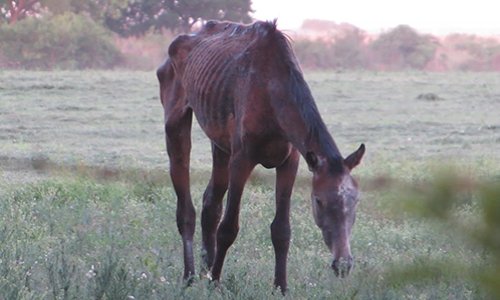 Aidez-nous à mettre un terme à ce scandale : mobilisez-vous !