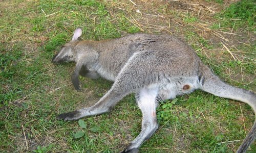 Sauvons nos animaux non domestiques en demandant la modification de l'arrété du 08 octobre 2018