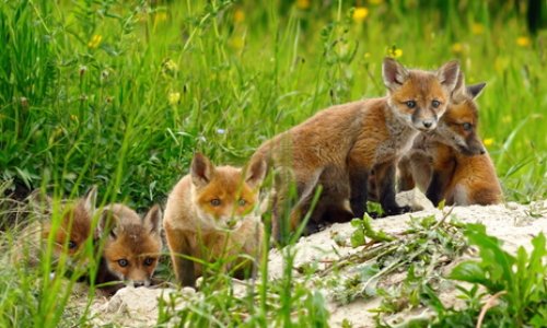 Déclassement des espèces nuisibles