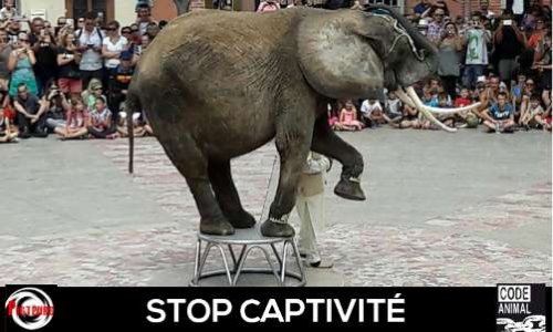 Non au spectacle de l’Éléphante Baby à la Fête Antique de Elne.