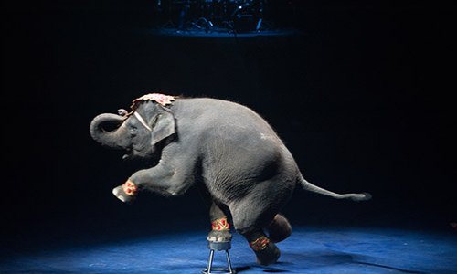 NON aux cirques avec des animaux à BELLEY (Ain)