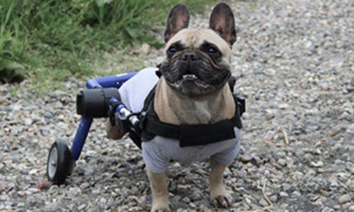 DÉFENDONS LE DROIT À LA VIE DE CHAQUE ANIMAL