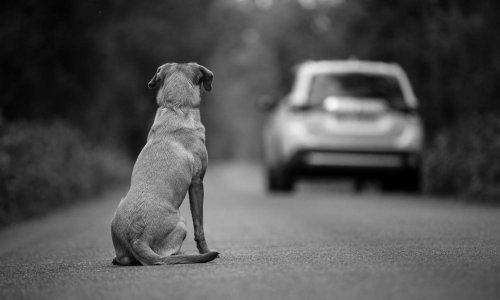 L'O.N.G Animals Society propose un projet de loi pour lutter contre l'abandon des animaux de compagnie.