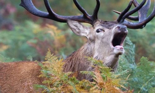 NON À L'IMPLANTATION D'UNE EXPLOITATION AGRICOLE SUR LE CORRIDOR ECOLOGIQUE VESANCY- VERSOIX
