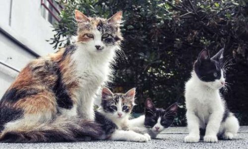 Rendre obligatoire la stérilisation des chats errants dans toutes les communes