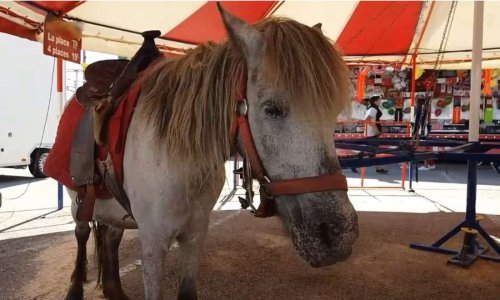 Manèges à poneys : stop aux tristes tourniquets !