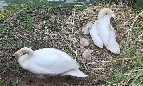Pour qu’EDF installe un boudin de protection pour les cygnes à BREIL SUR ROYA.