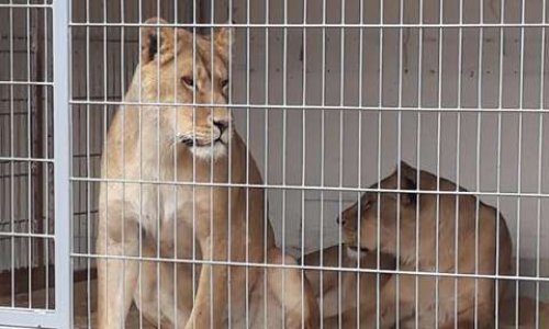 STOP aux cirques avec animaux à Carhaix