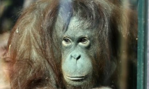 Sortons les orangs-outans de la ménagerie du Jardin des Plantes de Paris de leur prison !