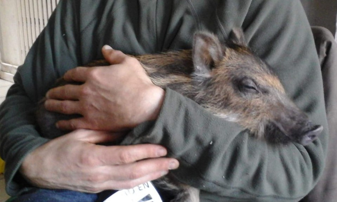 Pour que la gentille Nonotte ne soit pas confisquée à sa maîtresse