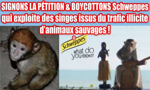 SIGNONS LA PÉTITION & BOYCOTTONS Schweppes qui exploite des singes issus du trafic illicite d’animaux sauvages !