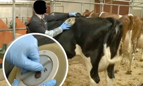 STOP au SCANDALE des VACHES à HUBLOTS