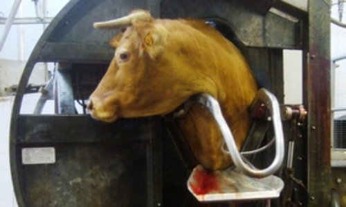 Stop à l'abattage rituel