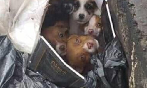 Sauvez les chiens de Bali !