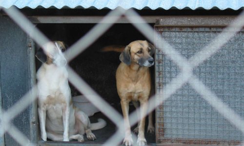 ILE DE LA REUNION Côte Est - NON à l'extension de la Fourrière intercommunale de la CIREST pour plus d'euthanasies.
