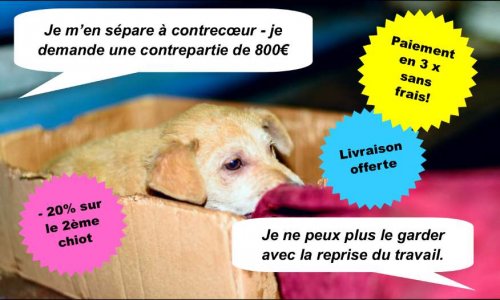 Leboncoin sponsorise le trafic et les abandons de chiens. DITES STOP !