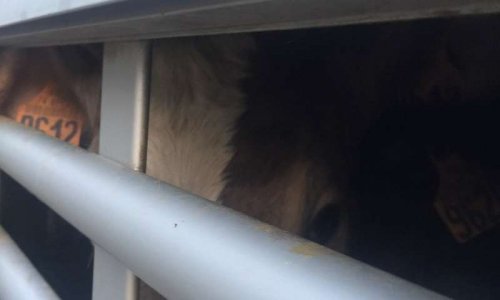 Stop au transport d'animaux pendant les fortes chaleurs