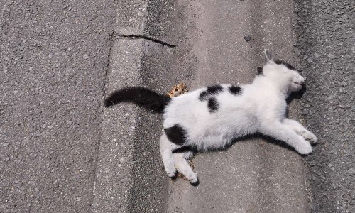 Oui pour une campagne de stérilisations