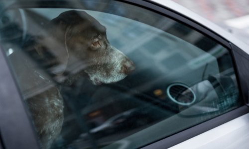 Sanction contre les propriétaires qui laissent leurs chiens dans leurs voitures en plein soleil !
