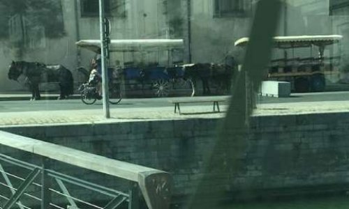 Alerte canicule : stop aux équidés à touristes