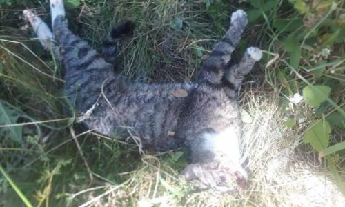 STOP à la torture et au massacre des chats sur Winenne