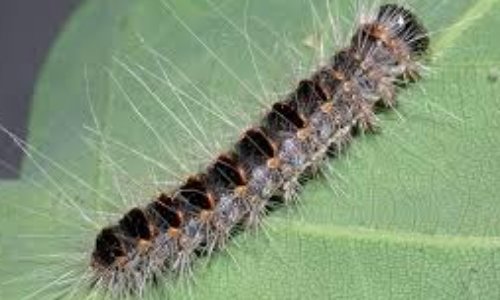 Luttons contre la prolifération des chenilles processionnaires