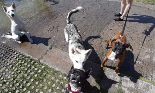 Création d'un parc canin sur Armentières