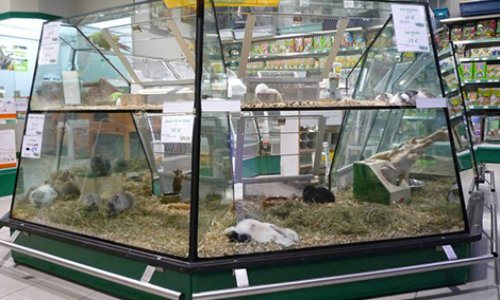 Interdire la vente d'animaux chez Jardiland