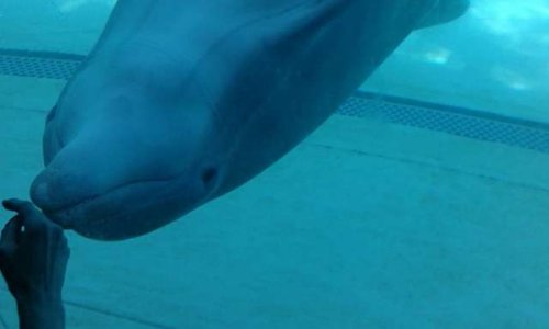 Delphinarium, c'est assez ! Madame Pompili, nous attendons vos mesures en faveur du bien-être animal !