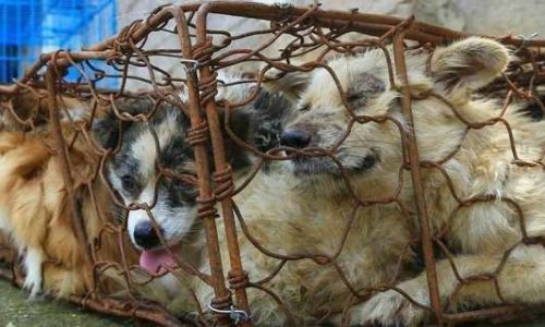 STOP YULIN