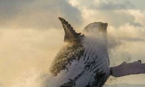 Chasse à la baleine : boycott du Japon