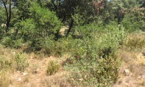 Abus de droit dans les obligations de débroussaillement