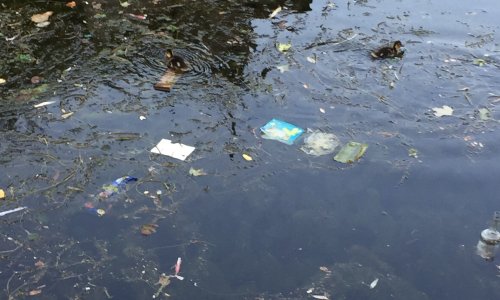 Un environnement propre pour les oiseaux du bassin de la villette