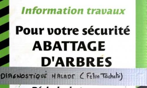 Non à l'abattage imminent des 4 platanes sur la place de la Fraternité - Montreuil
