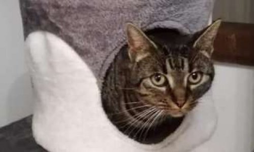 JUSTICE pour NALA mutilée à Pamiers