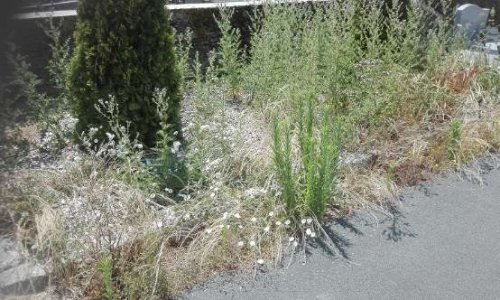 Cimetière de Trélazé 49800 à l'abandon : une honte.